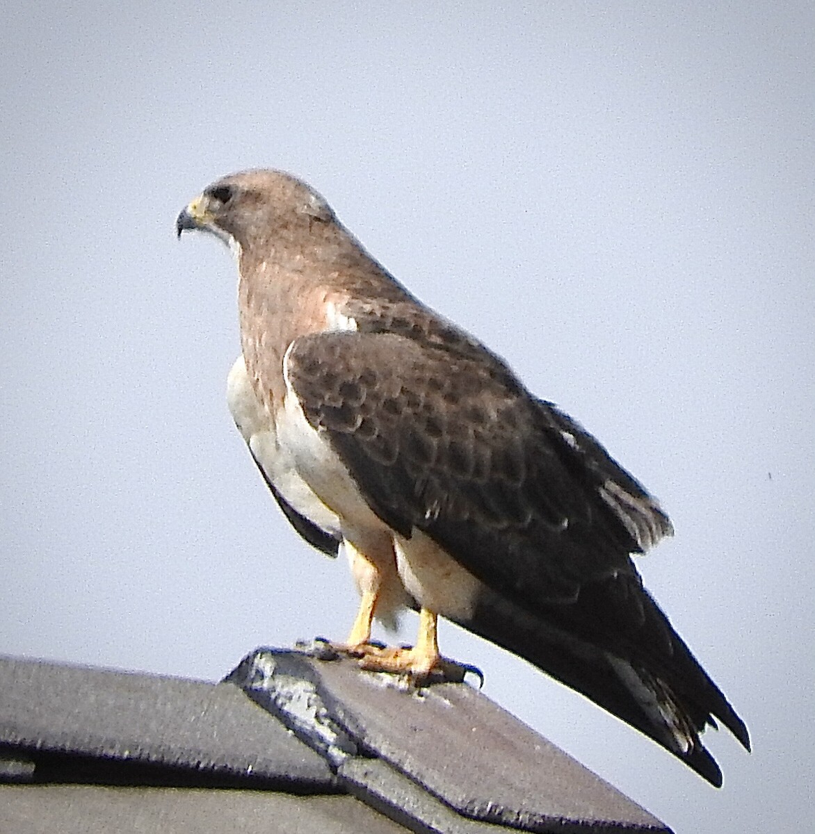 Swainson's Hawk - ML341129691