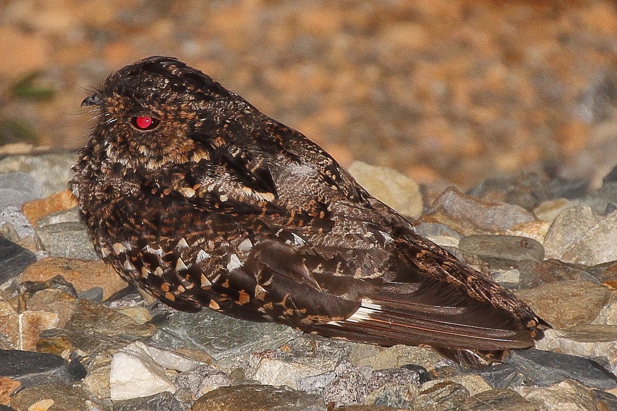 Salvadori's Nightjar - ML341130261