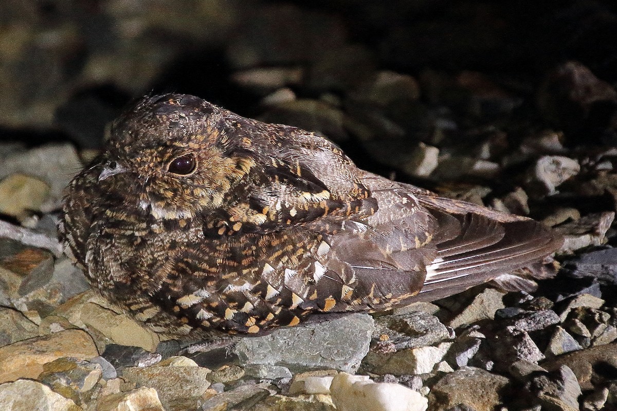 Salvadori's Nightjar - ML341130311