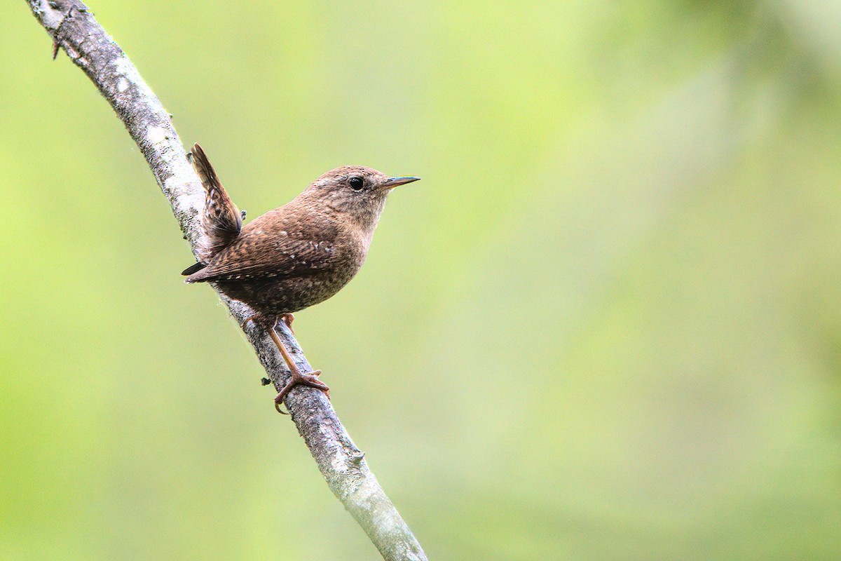 Winter Wren - David Guertin