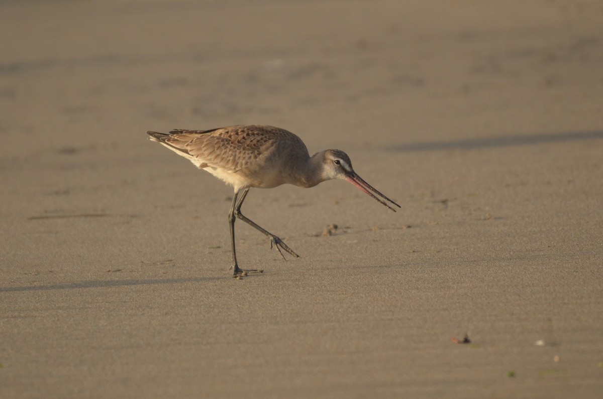 Hudsonian Godwit - ML341131451