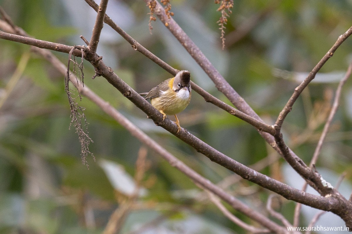 Whiskered Yuhina - ML341131751