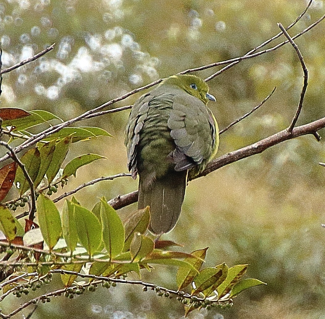 Wedge-tailed Green-Pigeon - ML341132261