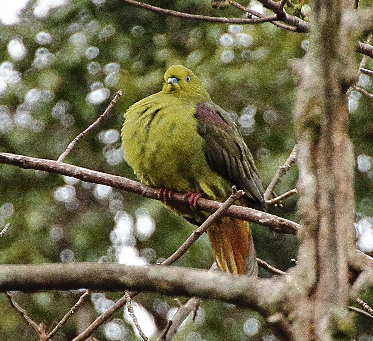 Wedge-tailed Green-Pigeon - ML341132271