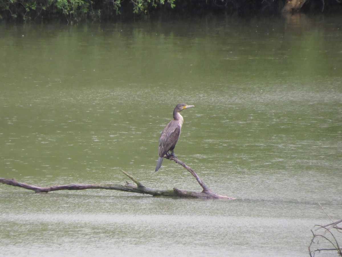 Great Cormorant - Dirk von Werne