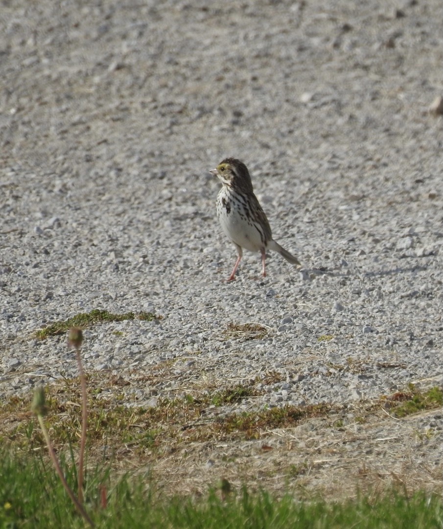 Savannah Sparrow - ML341133581