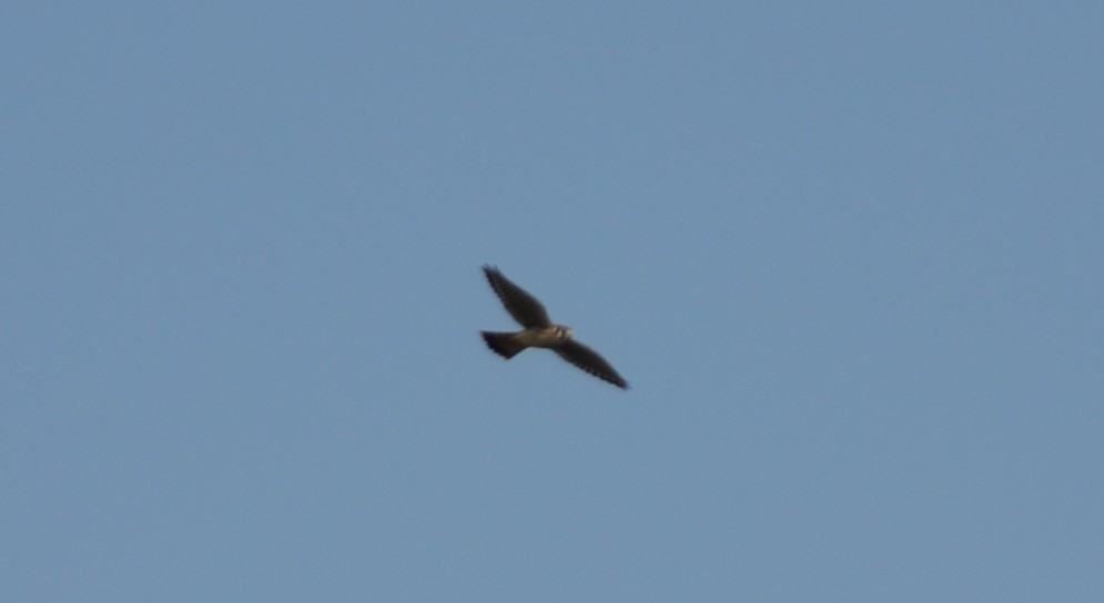 American Kestrel - ML34113451