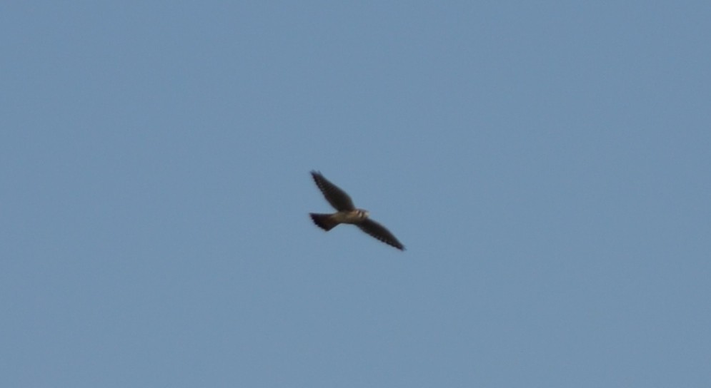 American Kestrel - ML34113451