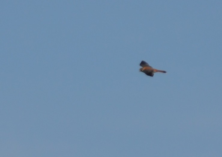 American Kestrel - ML34113471