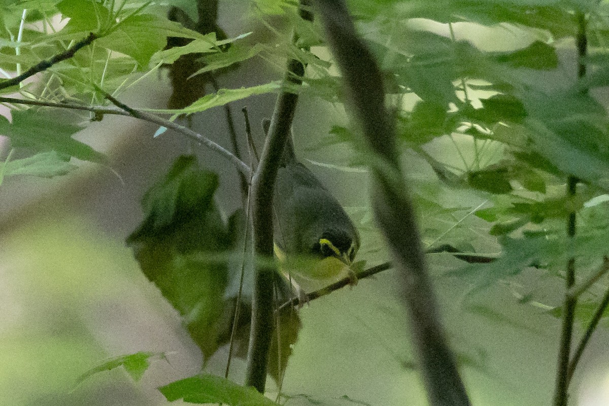 Kentucky Warbler - Kent Fiala