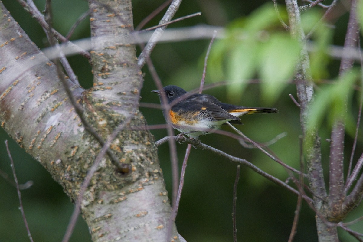 American Redstart - ML34113901