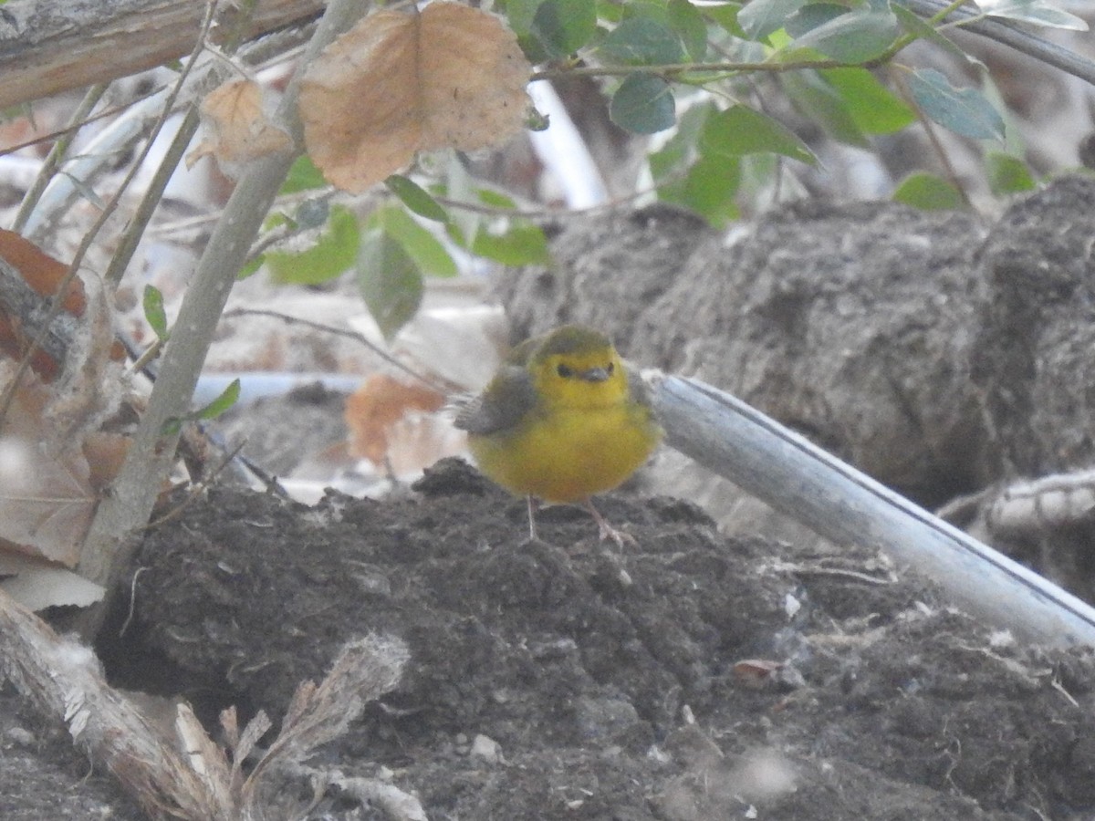 Hooded Warbler - ML341139321