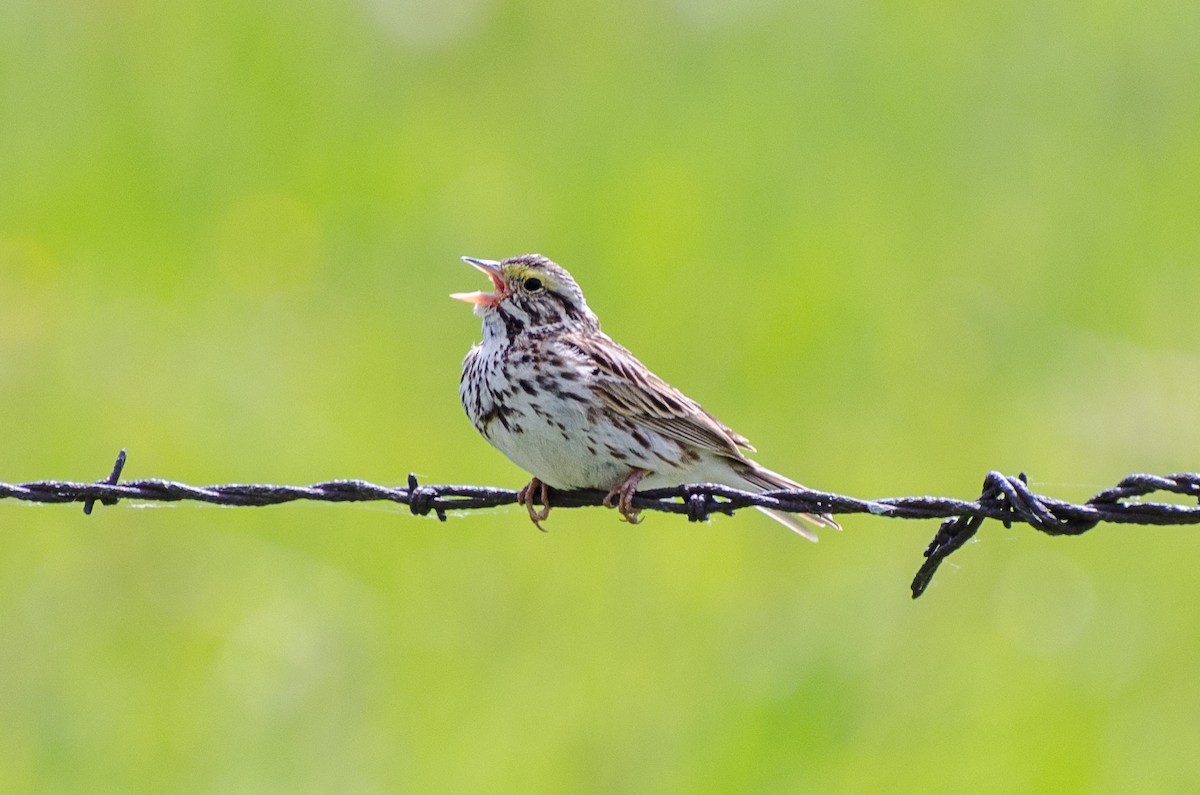 Savannah Sparrow - ML34113941