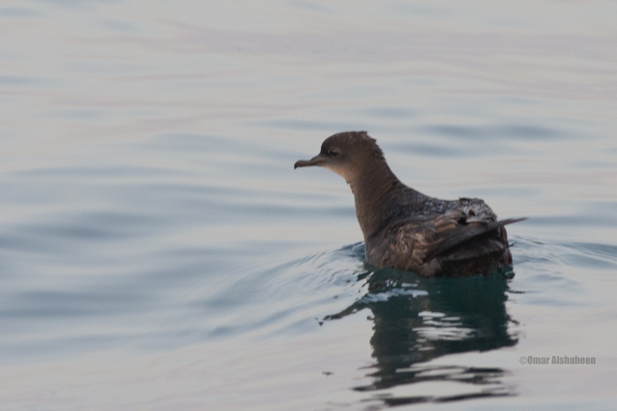 Short-tailed Shearwater - Omar alshaheen