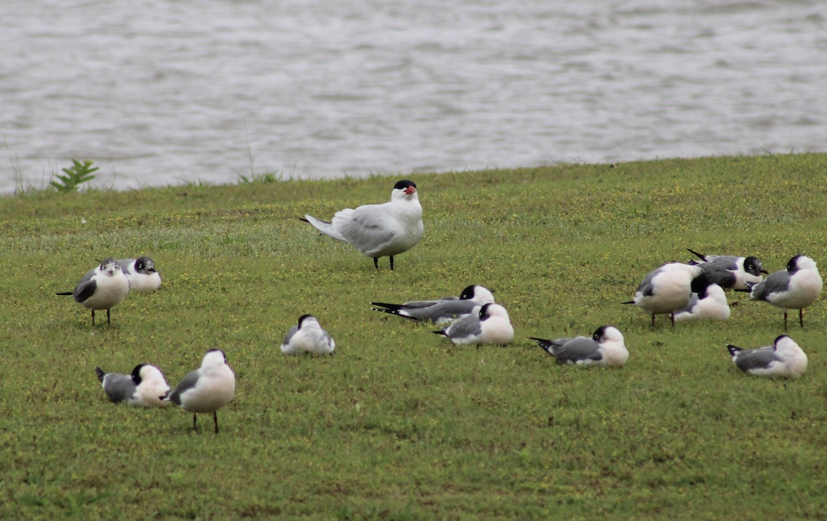 Caspian Tern - Caleb McKinney