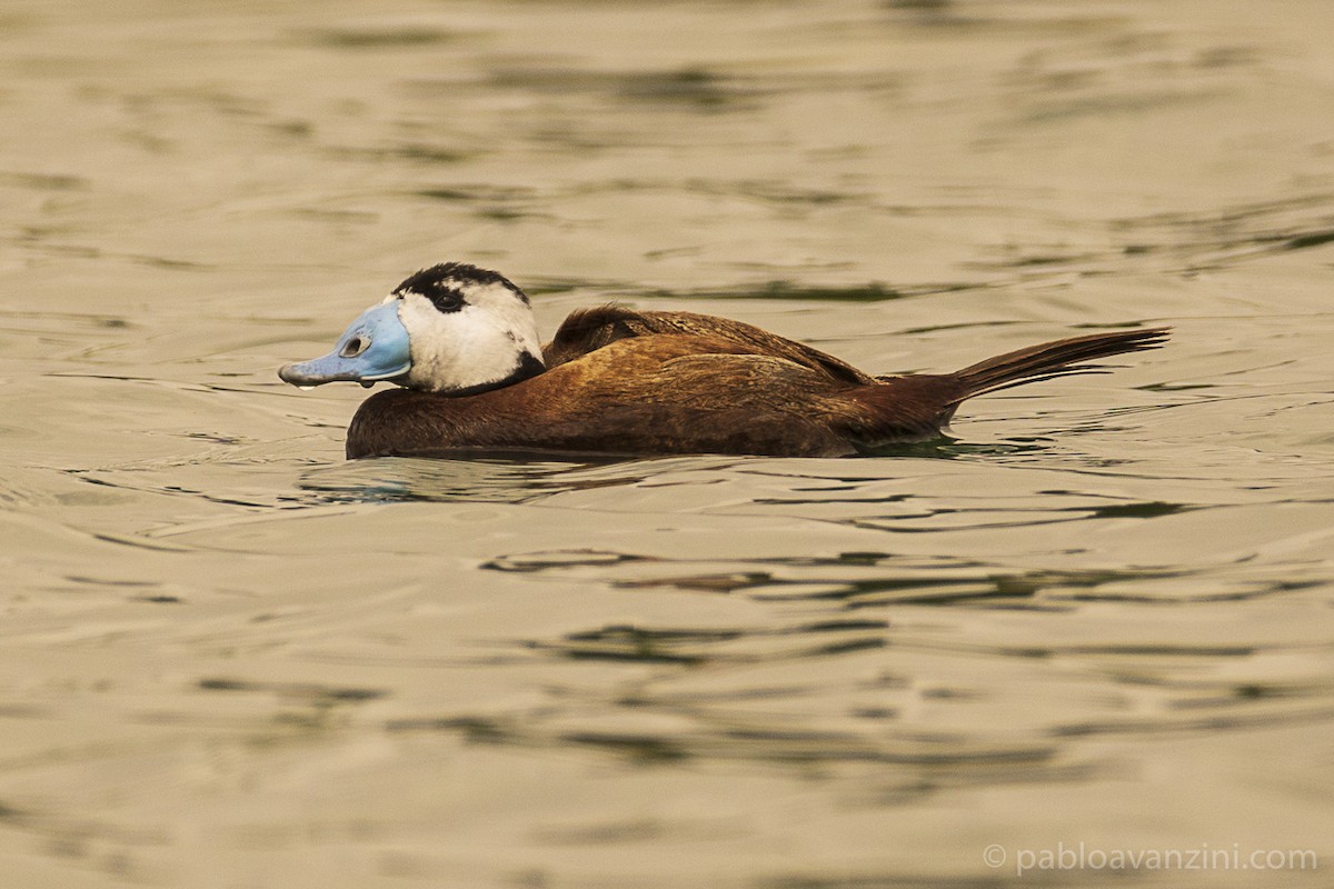 Ямаан сүүлт нугас - ML341143871