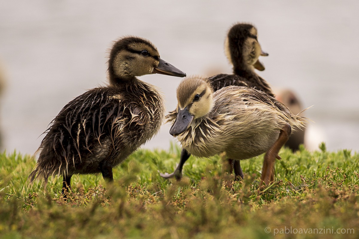 Тэжээмэл нугас - ML341144011