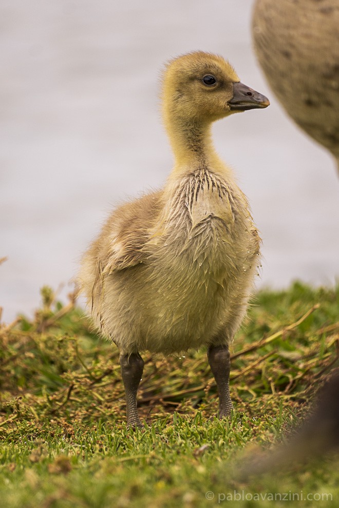 Бор галуу - ML341144261