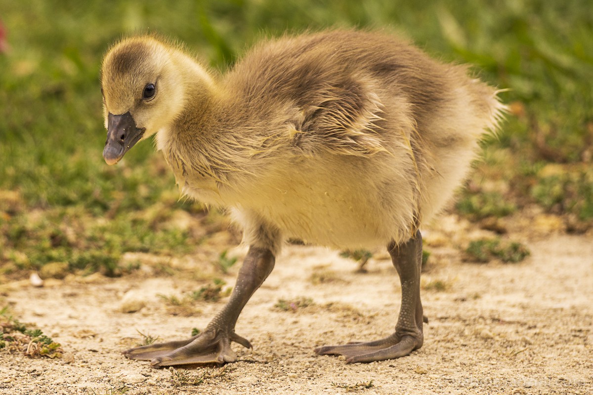 Бор галуу - ML341144271