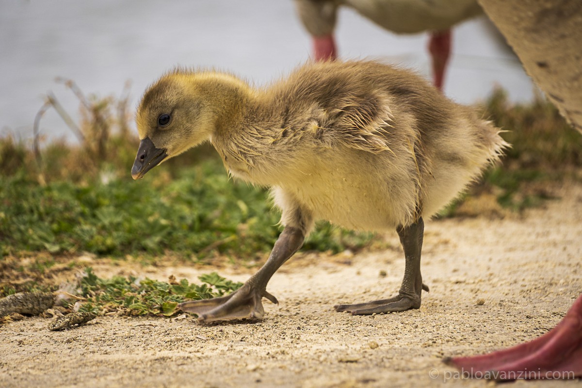 Бор галуу - ML341144281