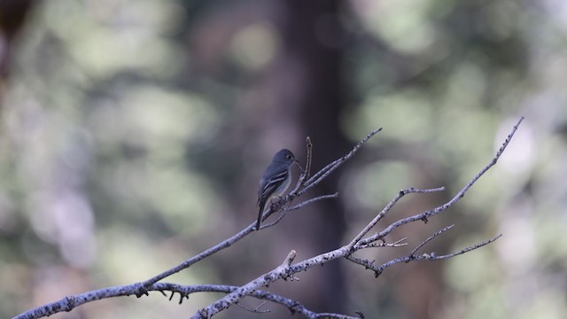 Hammond's Flycatcher - ML341145431