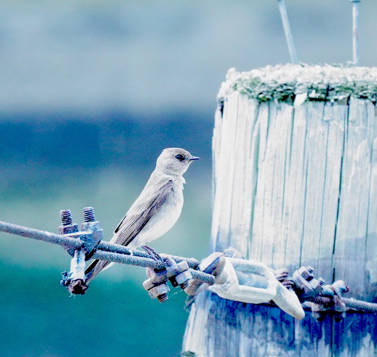 Northern Rough-winged Swallow - Ryan Serio