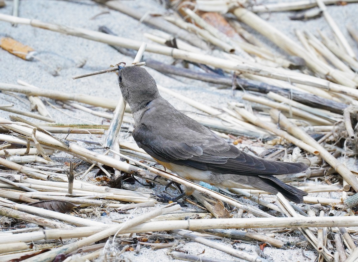 Northern Rough-winged Swallow - ML341145741