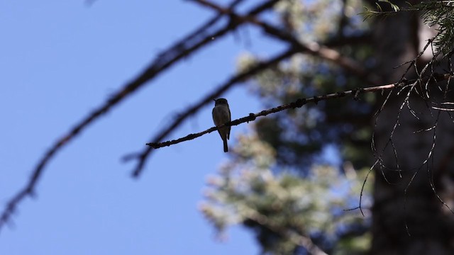 Hammond's Flycatcher - ML341145791