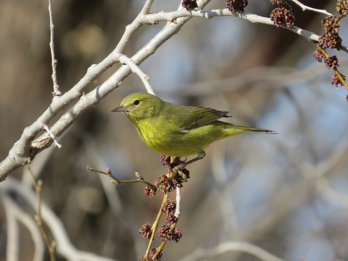 Orange-crowned Warbler (lutescens) - Jon Isacoff