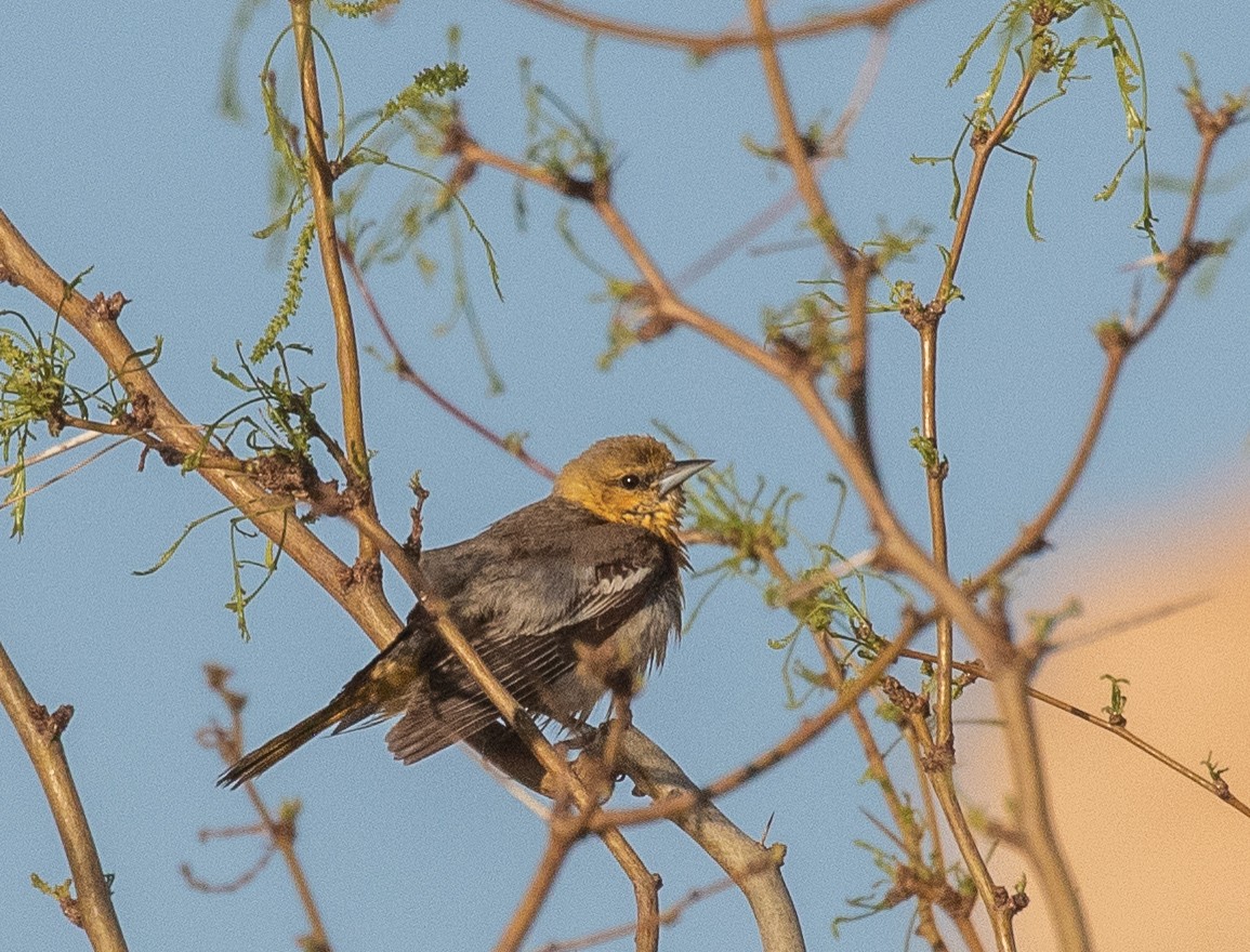 Pájaro Moscón Baloncito - ML341147381