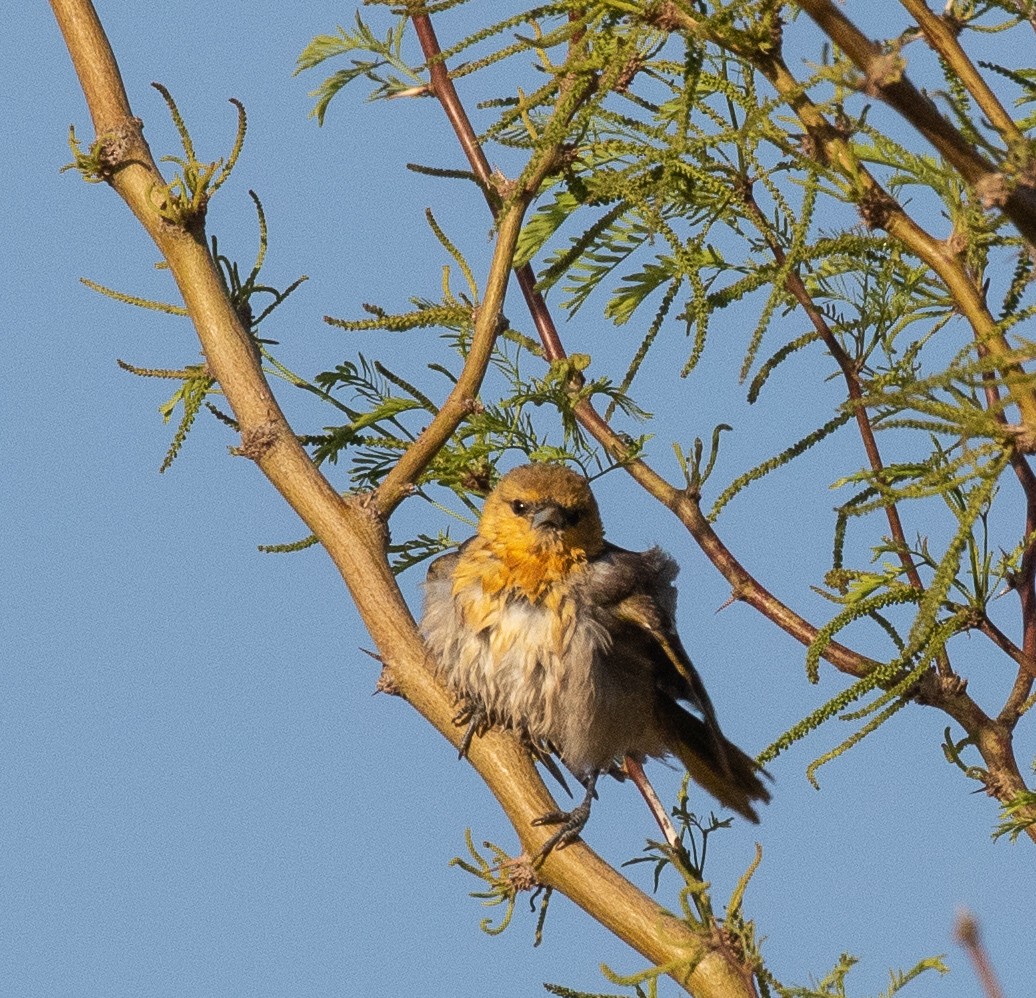 Pájaro Moscón Baloncito - ML341147421