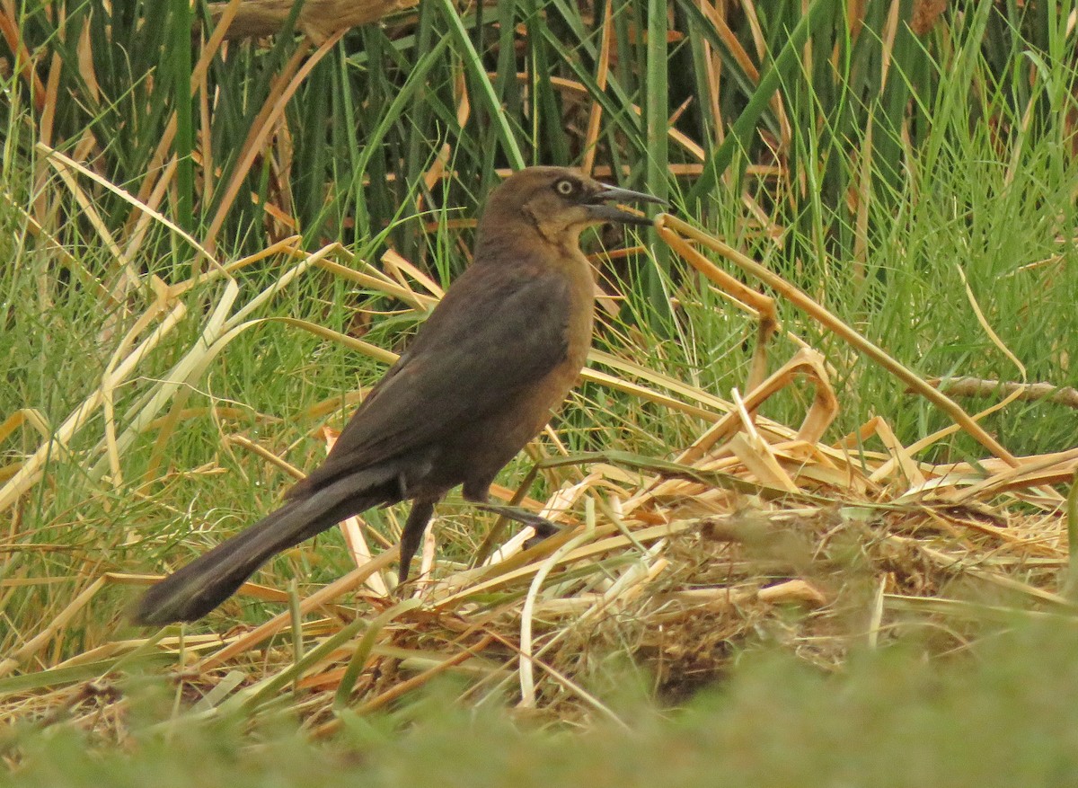 Great-tailed Grackle - Diane Drobka