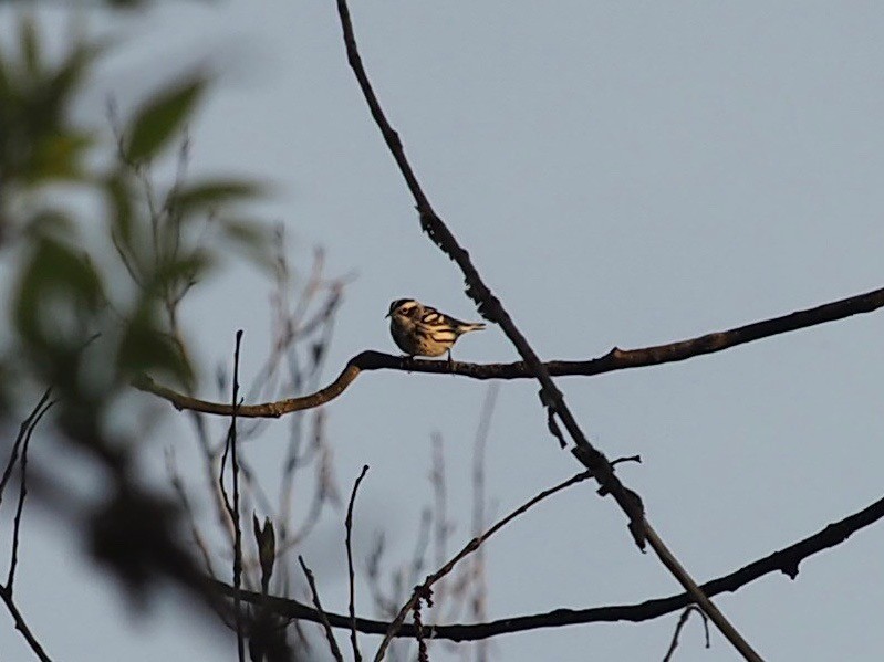 Black-and-white Warbler - ML341149251