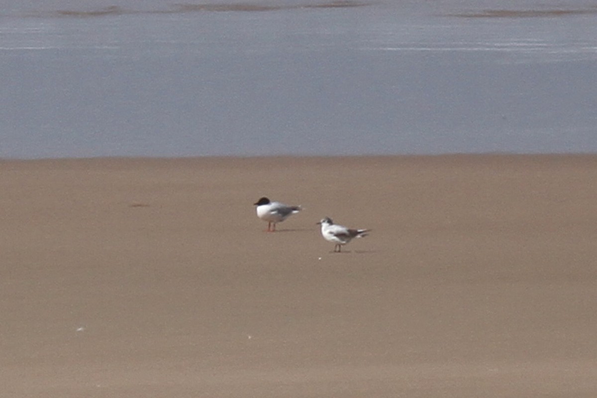 Little Gull - Benoit Maire