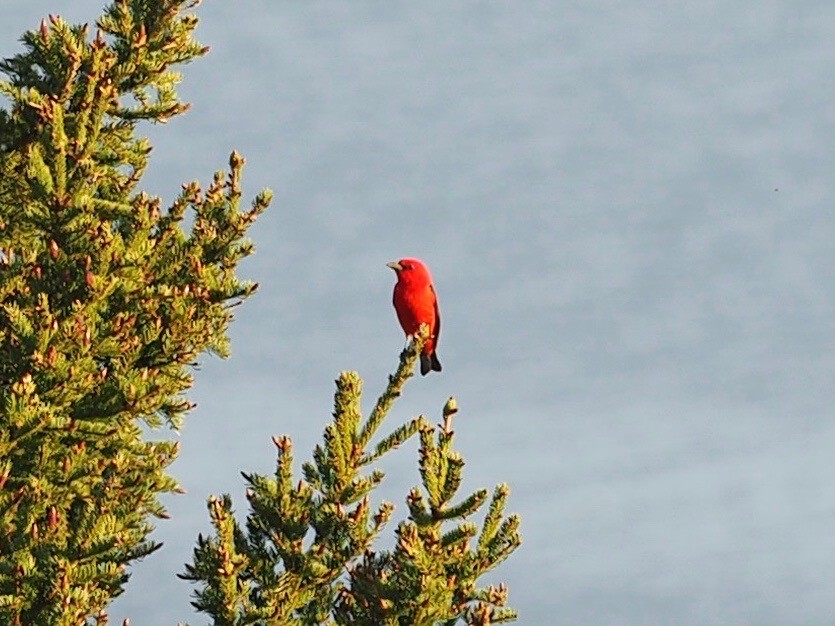 Scarlet Tanager - ML341150761