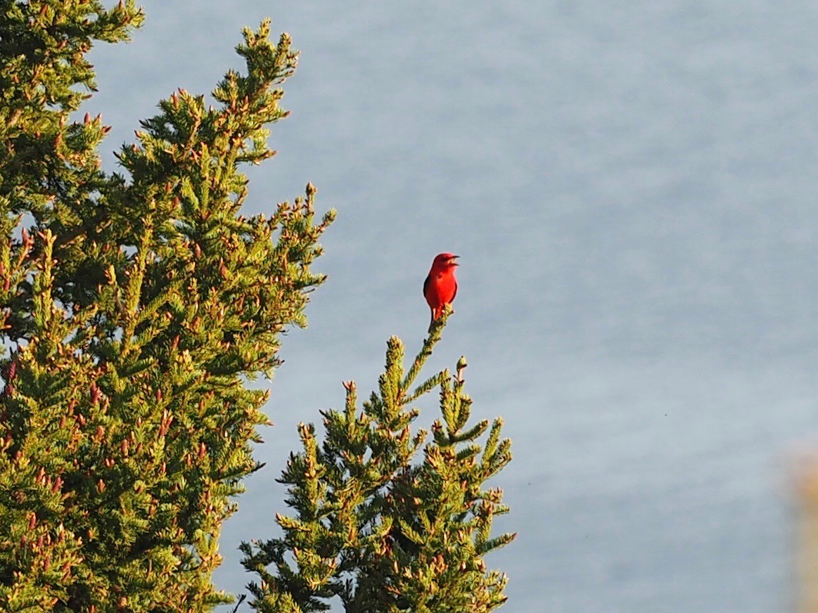 Scarlet Tanager - ML341150771