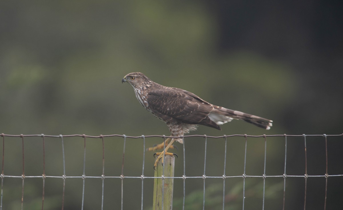 Cooper's Hawk - ML341151031