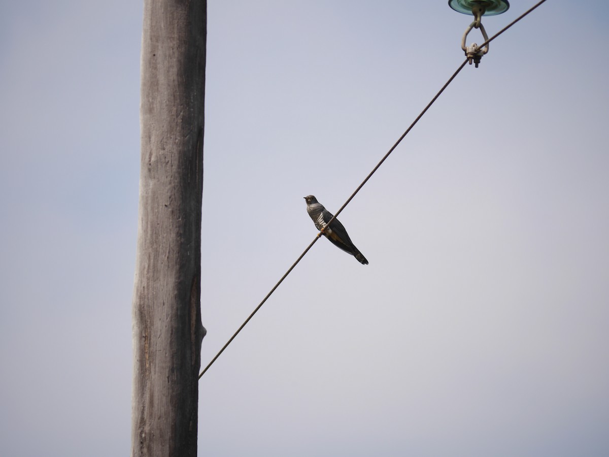 Madagascar Cuckoo - Randall Siebert
