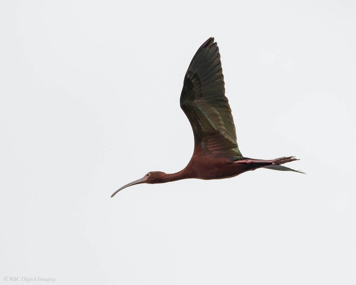 White-faced Ibis - ML341151061