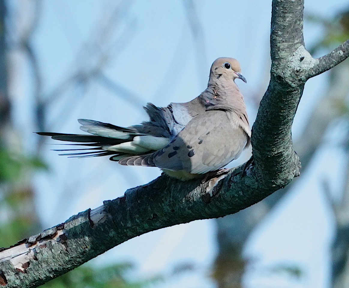 Mourning Dove - ML341151071