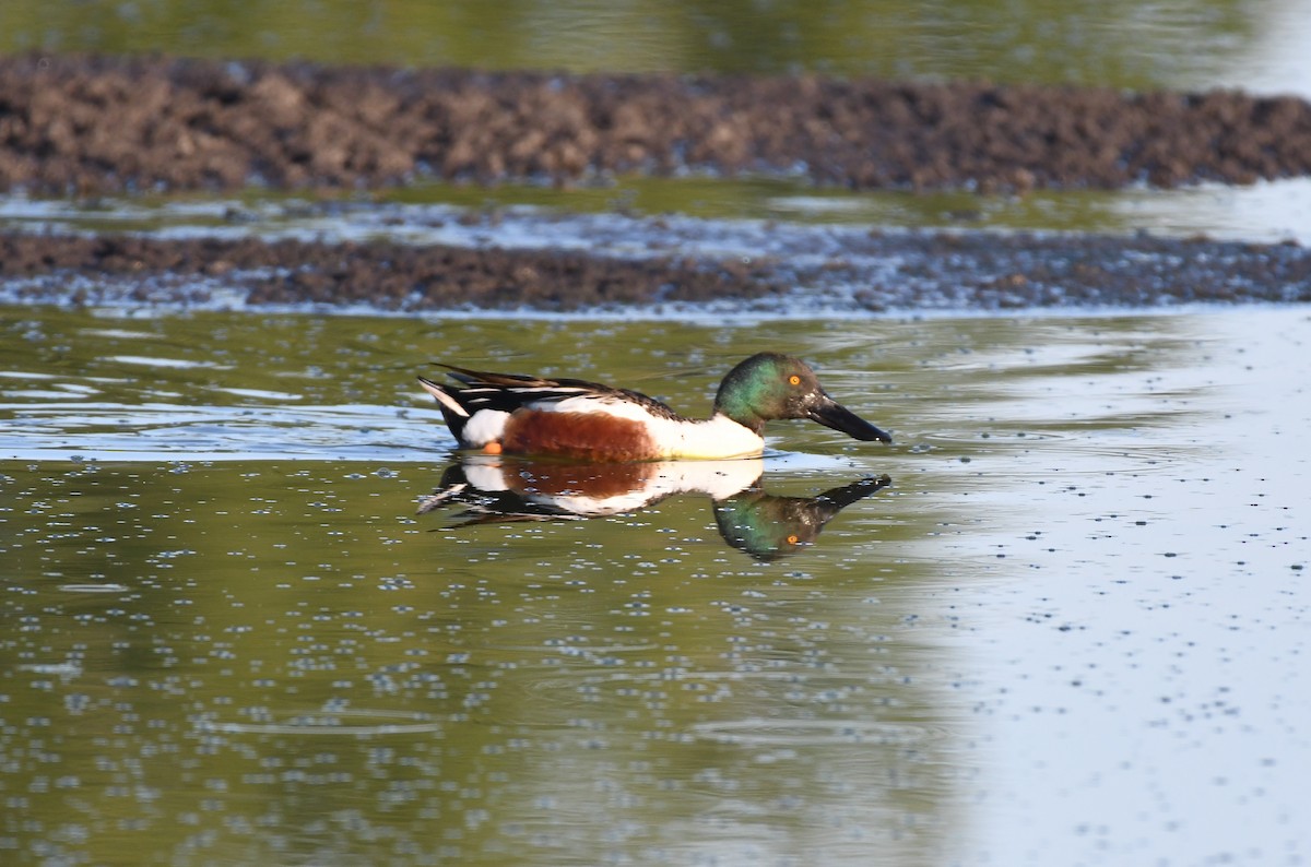 Northern Shoveler - ML341151191