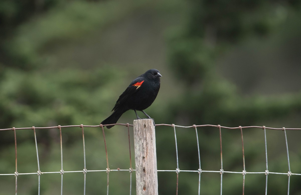 Red-winged Blackbird - ML341152341