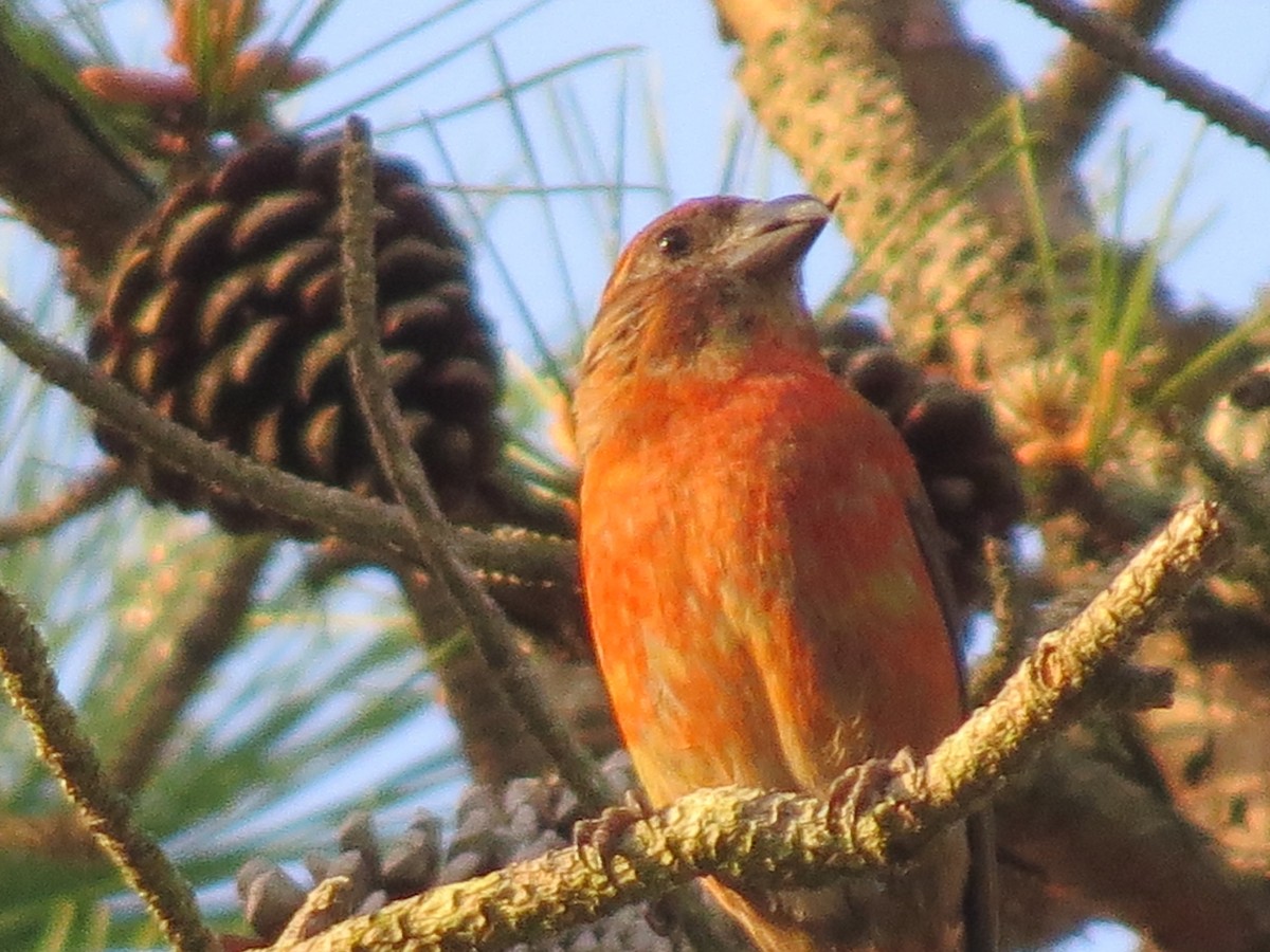 Red Crossbill (Northeastern or type 12) - ML341152501