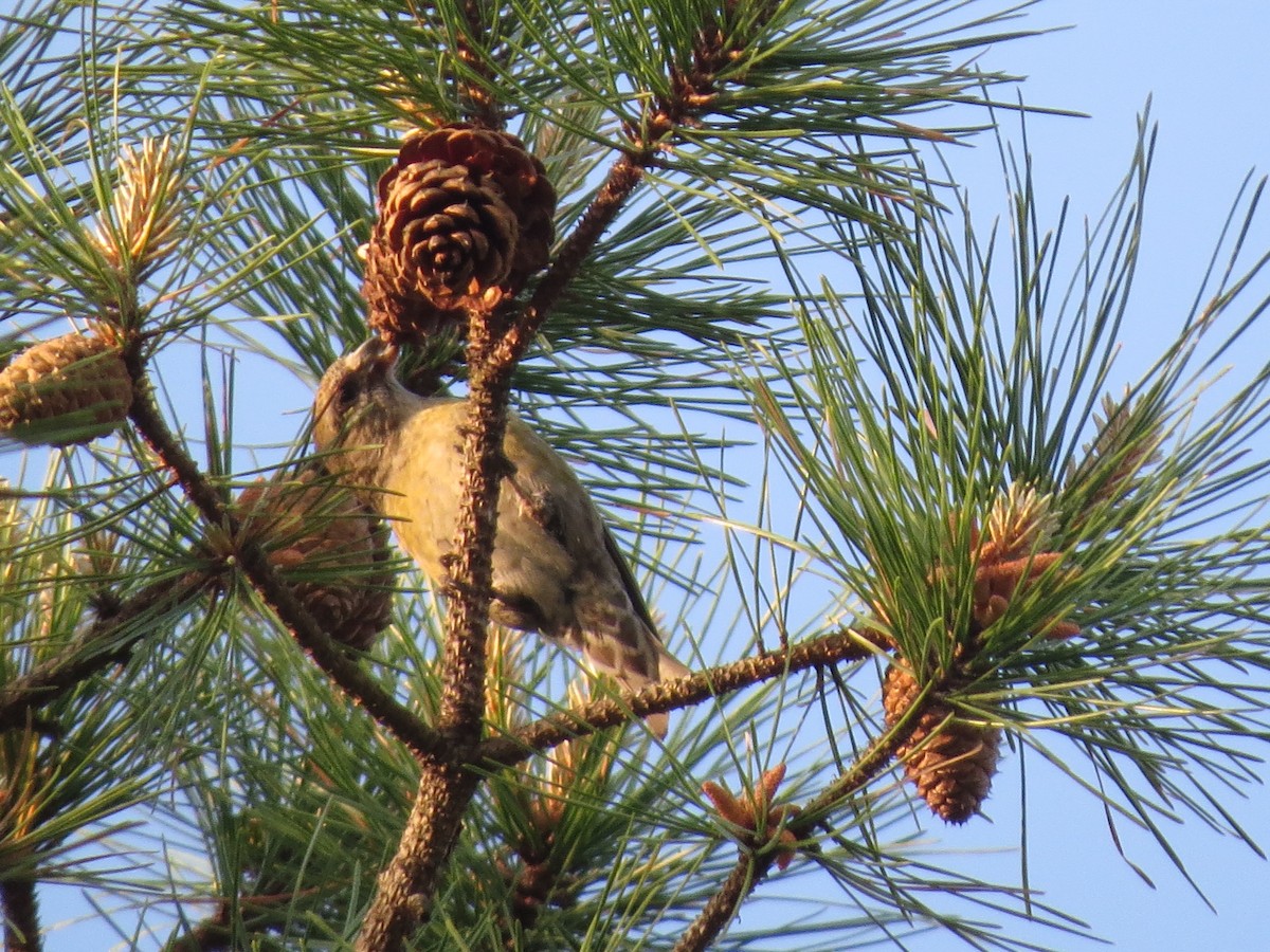 Red Crossbill (Northeastern or type 12) - ML341152531