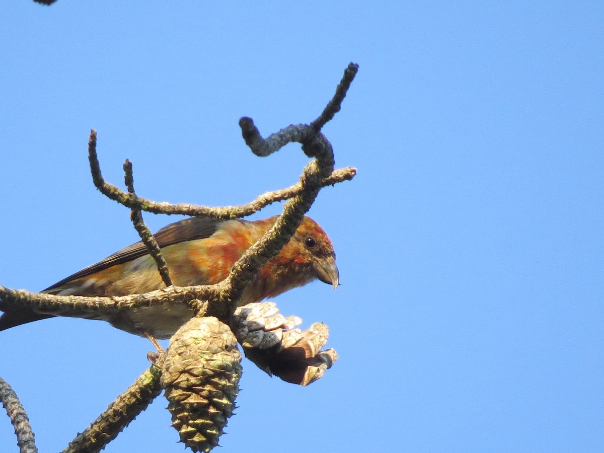 Red Crossbill (Northeastern or type 12) - ML341152661