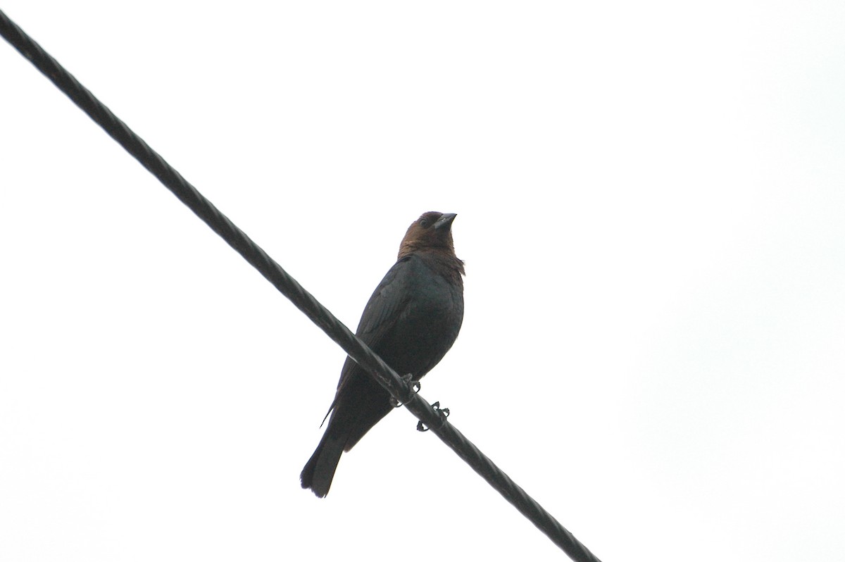 Brown-headed Cowbird - ML341153221