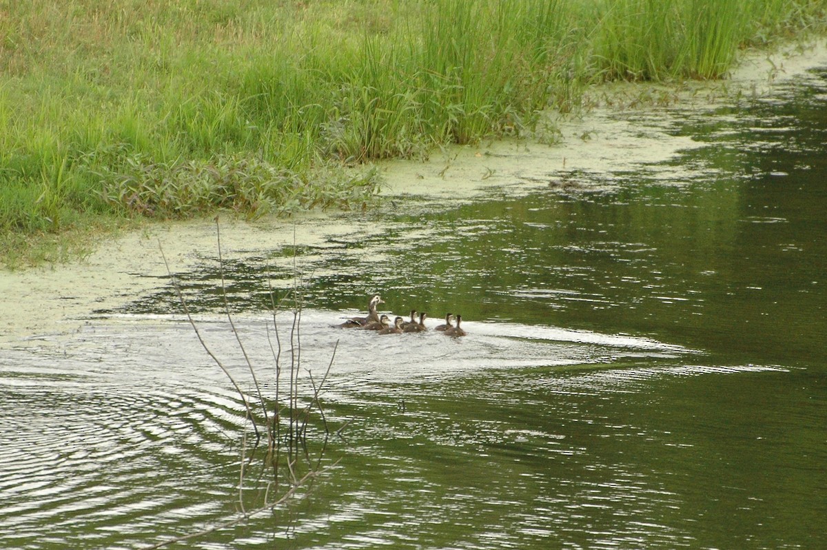 Wood Duck - ML341153461