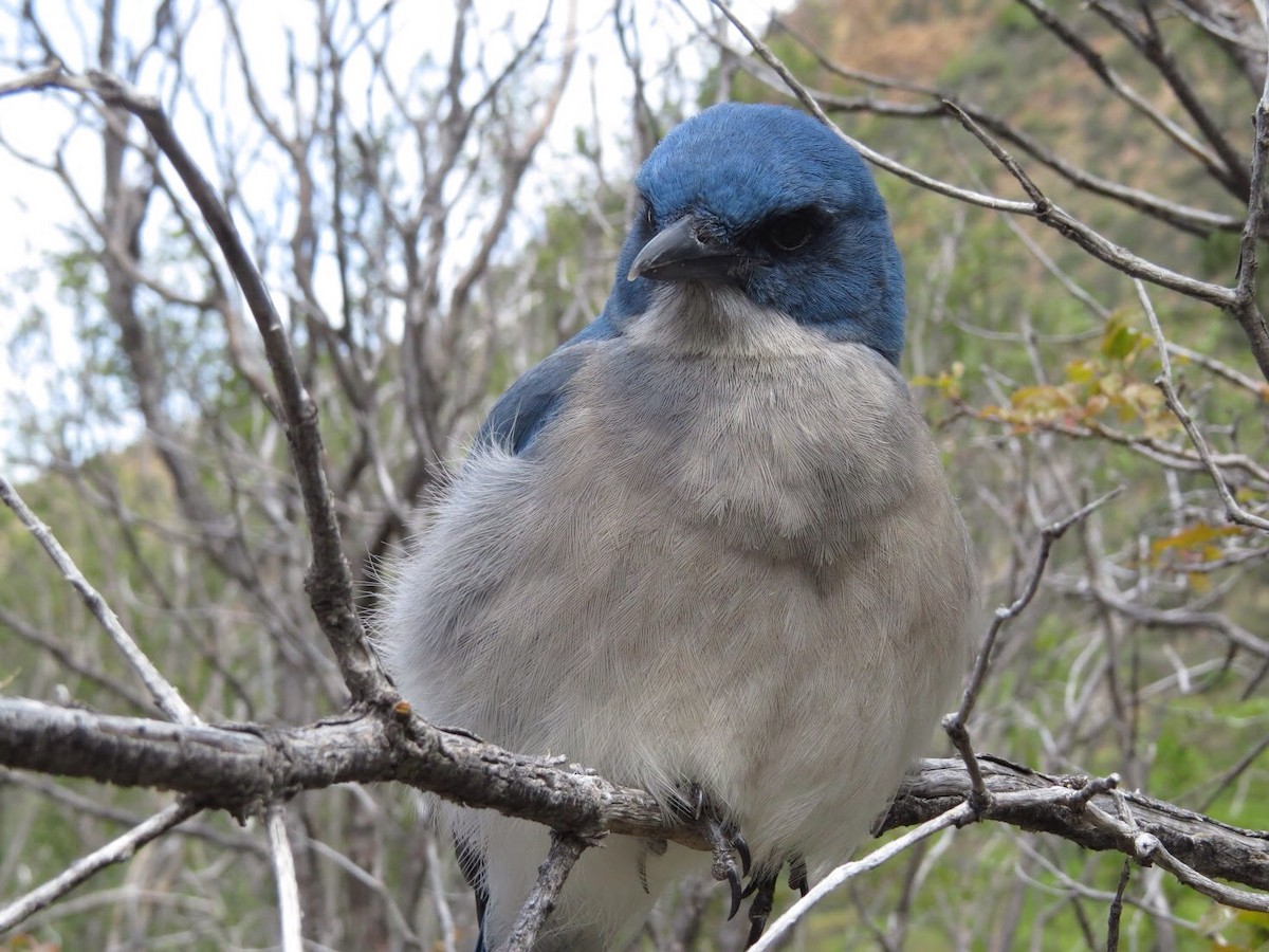 Mexican Jay (Couch's) - ML34115481