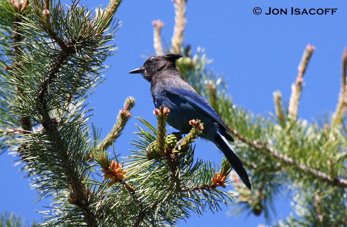 Steller's Jay - ML34115621
