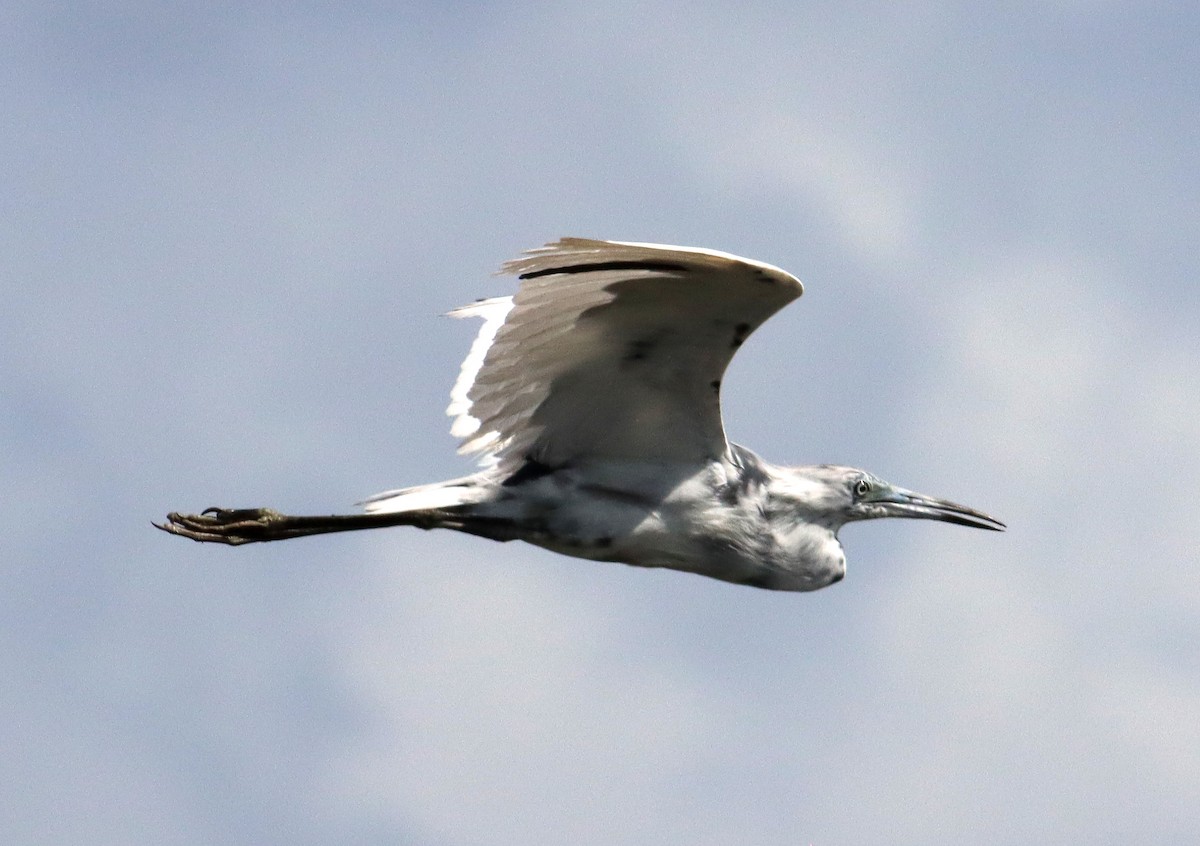 Little Blue Heron - ML341156261